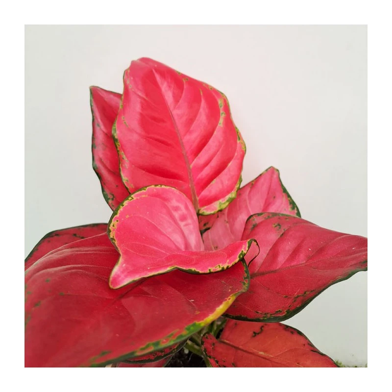 Aglaonema Sun Star 2 Aglaonema Sun Star - Imagen 2