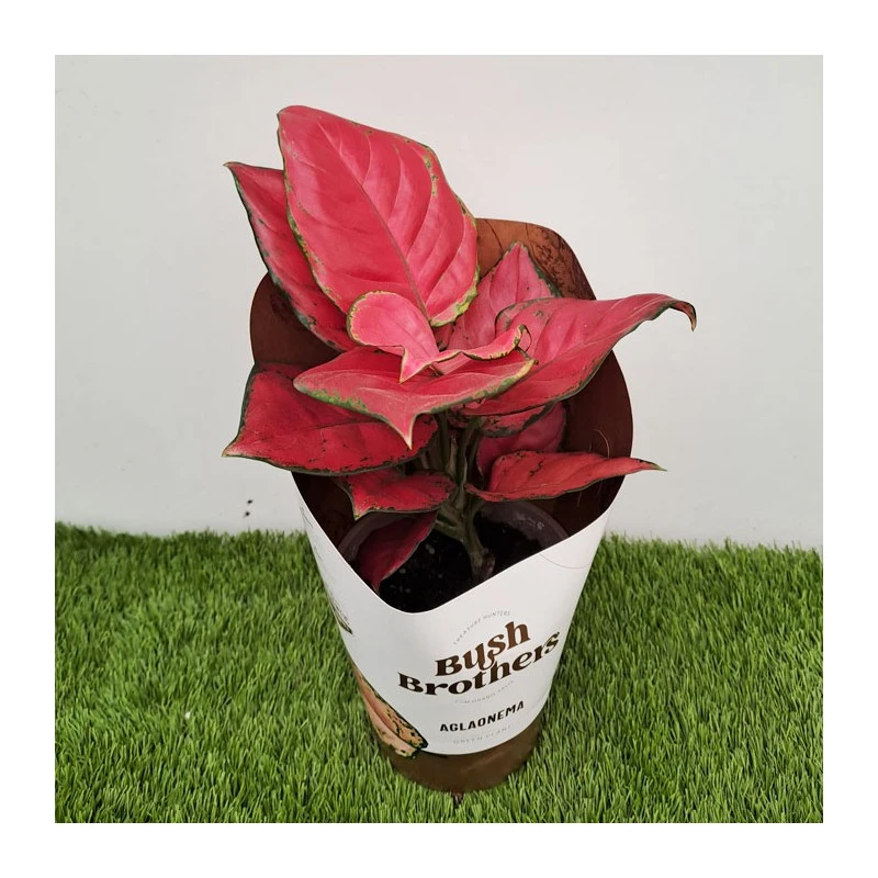 Aglaonema Sun Star 1 Aglaonema Sun Star