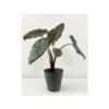 Alocasia Sara Yucatan Princess