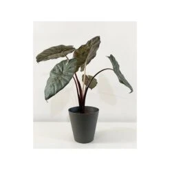 Alocasia Sara Yucatan Princess