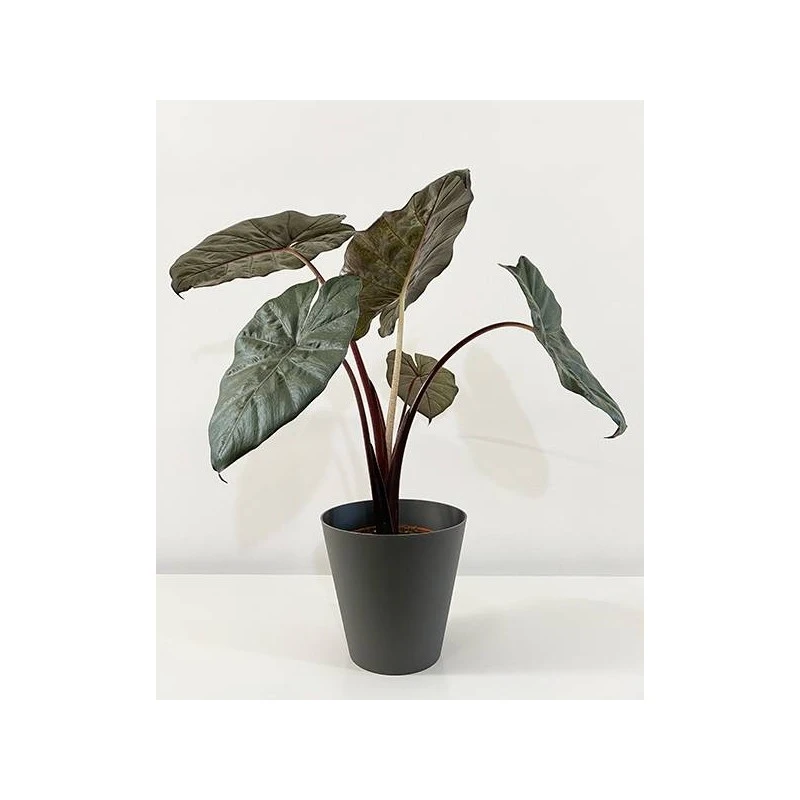 Alocasia Sara Yucatan Princess 1 Alocasia Sara Yucatan Princess