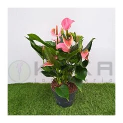 Anthurium Joli Rosa
