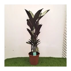 Calathea Majestica Whitestar