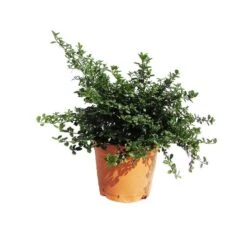 Tienda de Bonsáis Artísticos -Tienda de Bonsáis Artísticos ceanothus thirsiflorus repens 1