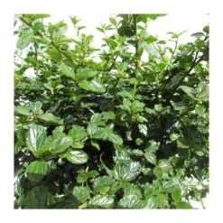 Ceanothus Thirsiflorus Repens -Tienda de Bonsáis Artísticos ceanothus thirsiflorus repens 2