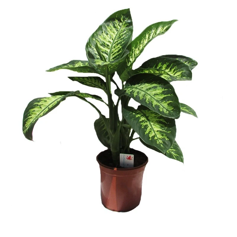 Dieffenbachia Reeva Tropic 1 Dieffenbachia Reeva Tropic