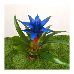 Guzmania Ocean Blue -Tienda de Bonsáis Artísticos guzmania ocean blue 3