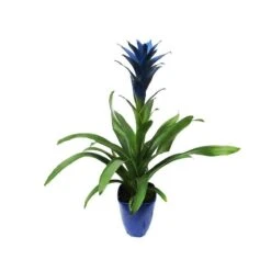 Guzmania Ocean Blue Sin Flor Compra 2 Y Paga 1