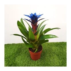 Guzmania Ocean Blue Sin Flor Compra 2 Y Paga 1 -Tienda de Bonsáis Artísticos guzmania ocean blue 6