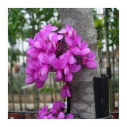 Tienda de Bonsáis Artísticos -Tienda de Bonsáis Artísticos lyla 1