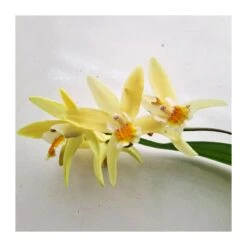 Orquídea Bletilla Striata