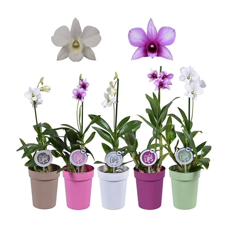 Orquidea Dendrobium Sa-nook Variada 2 Orquidea Dendrobium Sa-nook Variada - Imagen 2