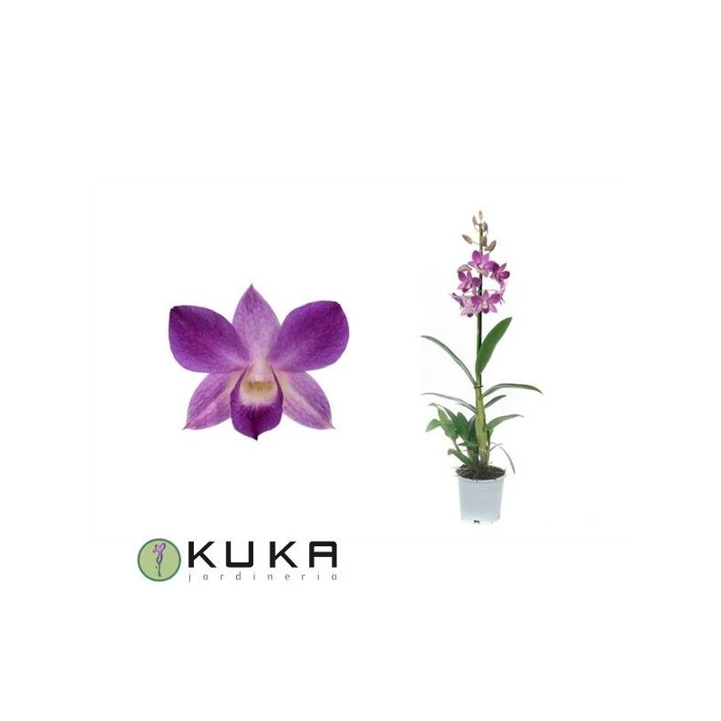 Orquidea Dendrobium Sa-nook Variada 1 Orquidea Dendrobium Sa-nook Variada