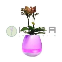 Orquídea Natural Con Música -Tienda de Bonsáis Artísticos orquidea natural con musical 2