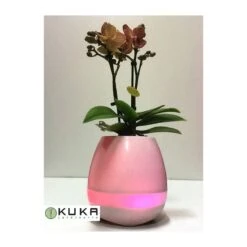 Orquídea Natural Con Música -Tienda de Bonsáis Artísticos orquidea natural con musical 3