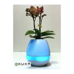 Orquídea Natural Con Música -Tienda de Bonsáis Artísticos orquidea natural con musical 4