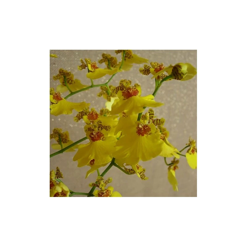 Orquídea Oncidium Münsterland 1 Orquídea Oncidium Münsterland