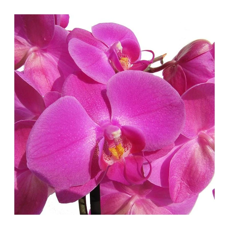 Orquidea Phalaenopsis 5 Orquidea Phalaenopsis - Imagen 5