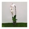 Orquídea Phalaenopsis Blanca Cascada Sin Flor COMPRA 2 Y PAGA 1