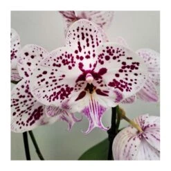 Orquídea Phalaenopsis Cascada Sin Flor COMPRA 2 Y PAGA 1 -Tienda de Bonsáis Artísticos orquidea phalaenopsis blanca espiral 4