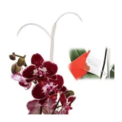 Orquídea Phalaenopsis+ Tutor+ Tarjeta Con Mensaje. -Tienda de Bonsáis Artísticos orquidea phalaenopsis dos varas tutor tarjeta con mensaje 2
