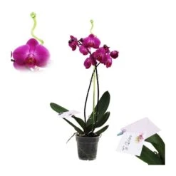Orquídea Phalaenopsis+ Tutor+ Tarjeta Con Mensaje.