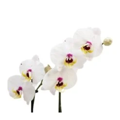 Orquídea Phalaenopsis+ Tutor+ Tarjeta Con Mensaje. -Tienda de Bonsáis Artísticos orquidea phalaenopsis dos varas tutor tarjeta con mensaje 3
