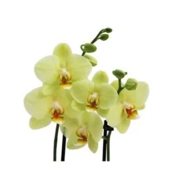 Orquídea Phalaenopsis+ Tutor+ Tarjeta Con Mensaje. -Tienda de Bonsáis Artísticos orquidea phalaenopsis dos varas tutor tarjeta con mensaje 4