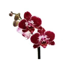 Orquídea Phalaenopsis+ Tutor+ Tarjeta Con Mensaje. -Tienda de Bonsáis Artísticos orquidea phalaenopsis dos varas tutor tarjeta con mensaje 5