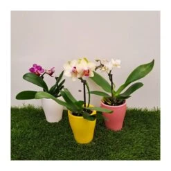 Orquidea Phalaenopsis Mini