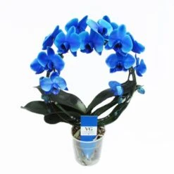 Orquídea Phalaenopsis Royal Blue -Tienda de Bonsáis Artísticos orquidea phalaenopsis royal blue 2