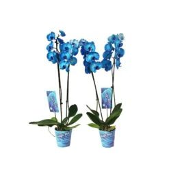 Orquídea Phalaenopsis Royal Blue -Tienda de Bonsáis Artísticos orquidea phalaenopsis royal blue 3