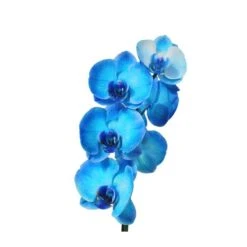 Orquídea Phalaenopsis Royal Blue -Tienda de Bonsáis Artísticos orquidea phalaenopsis royal blue 5