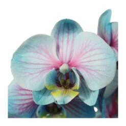 Orquídea Phalaenopsis Wond Of Nature -Tienda de Bonsáis Artísticos orquidea phalaenopsis wond of nature 3