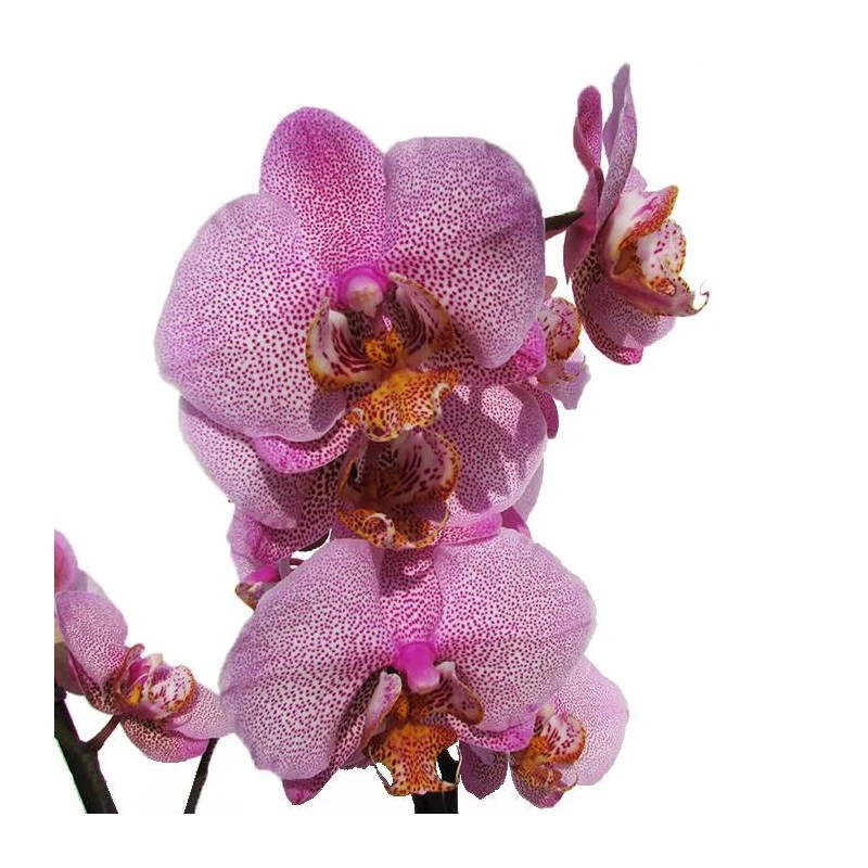 Orquidea Phalaenopsis 1 Orquidea Phalaenopsis