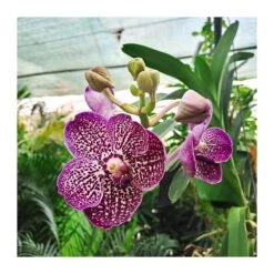 Orquidea Vanda Sin Flor 5 Orquidea Vanda Sin Flor -Tienda de Bonsáis Artísticos orquidea vanda sin flor 2