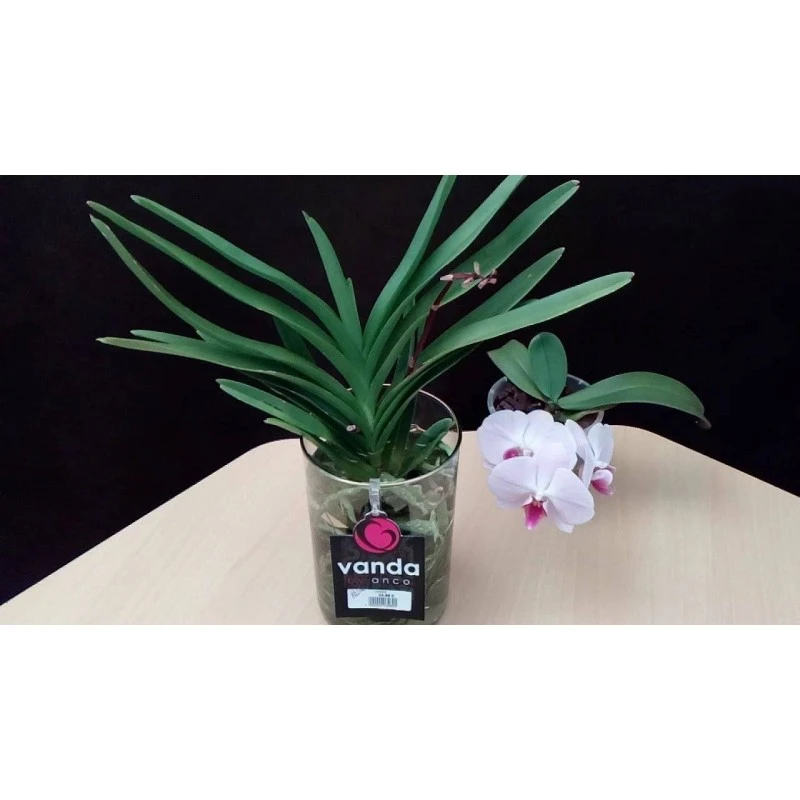 Orquidea Vanda Sin Flor 1 Orquidea Vanda Sin Flor