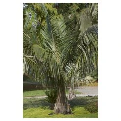 Tienda de Bonsáis Artísticos -Tienda de Bonsáis Artísticos parajubaea torrallyi v microcarpa 1