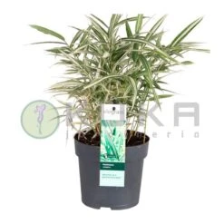 Pleioblastus Variegatus