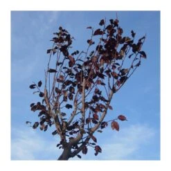 Tienda de Bonsáis Artísticos -Tienda de Bonsáis Artísticos prunus pisardi 1