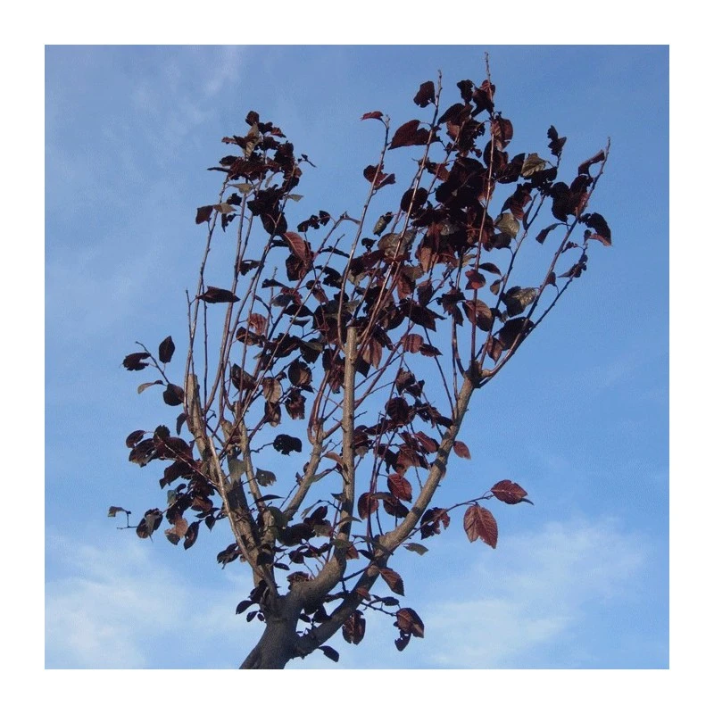 Prunus Pisardi 2 Prunus Pisardi - Imagen 2