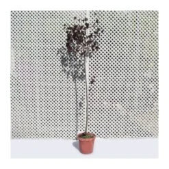 Prunus Pisardi 6 Prunus Pisardi -Tienda de Bonsáis Artísticos prunus pisardi 2