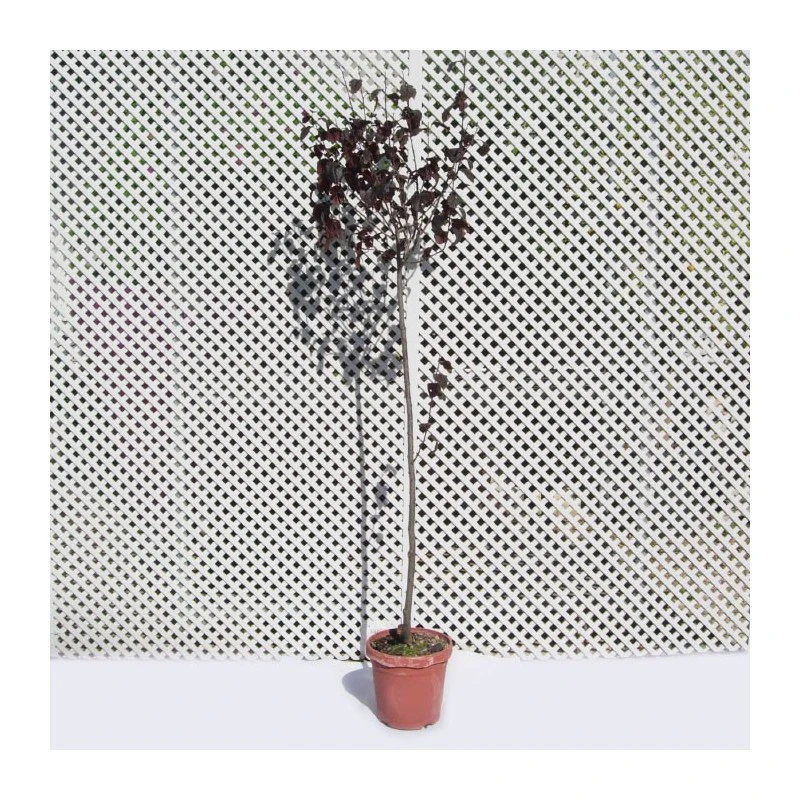 Prunus Pisardi 3 Prunus Pisardi - Imagen 3