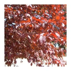 Prunus Pisardi 7 Prunus Pisardi -Tienda de Bonsáis Artísticos prunus pisardi 3