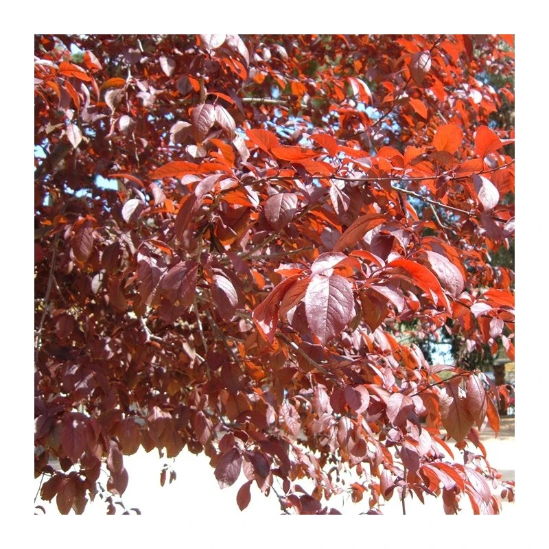 Prunus Pisardi 4 Prunus Pisardi - Imagen 4