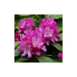 Rhododendron Yakushimanum