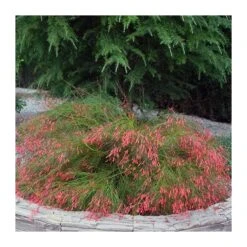 Russelia Equisetiformis Rojo