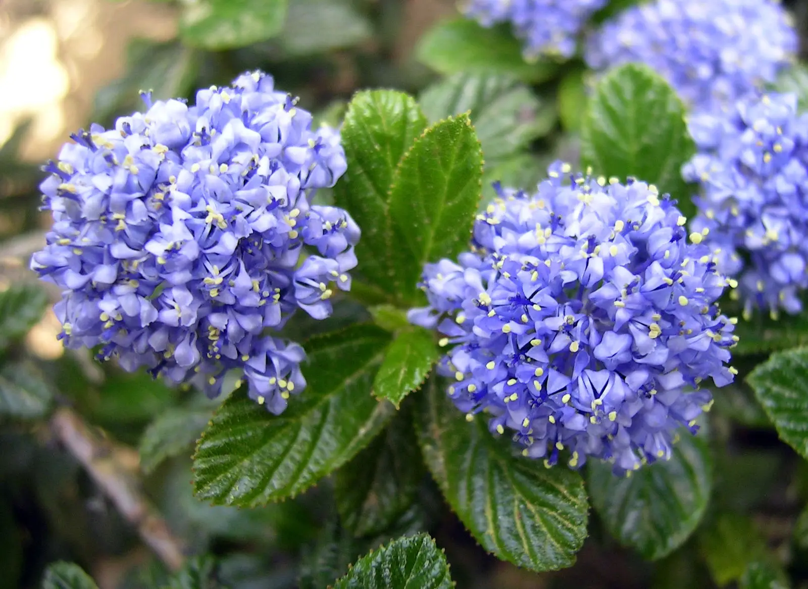 Tienda de Bonsáis Artísticos -Tienda de Bonsáis Artísticos Ceanothus thyrsyflorus Repens