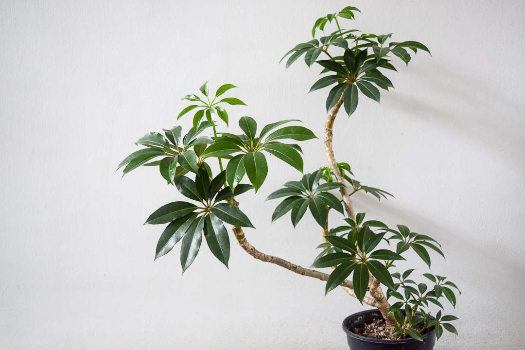 Tienda de Bonsáis Artísticos -Tienda de Bonsáis Artísticos f3fb848f af7e 4bdb 8ae0 662124b13502