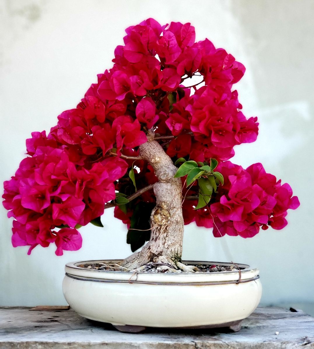 Tienda de Bonsáis Artísticos -Tienda de Bonsáis Artísticos f417d0b20d37e5ab3dfa460d638eabba